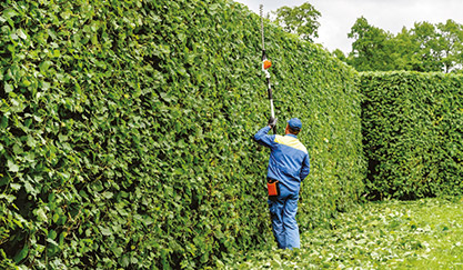 Findix_Gartenpfllege_Baum-_und_Heckenschnitt_6.jpg